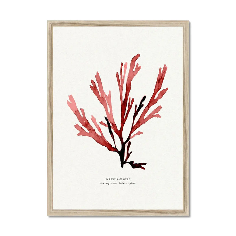 Watercolour Seaweed Print Wall Art (Papery Fan Weed) - Framed