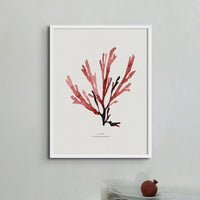 Watercolour Seaweed Painting - Seaweed Wall Art (Papery Fan Weed) - Framed