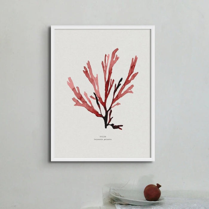 Watercolour Red Seaweed Print Wall Art (Papery Fan Weed) - Unframed