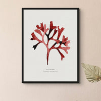 Watercolour Seaweed Print Wall Art (Rosy Fan Weed) - Framed Seaweed Painting in Red