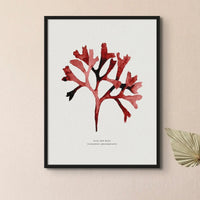 Watercolour Seaweed Print Wall Art (Rosy Fan Weed) - Framed Seaweed Painting in Red