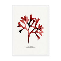 Watercolour Seaweed Print Wall Art (Rosy Fan Weed) - Framed Seaweed Painting in Red