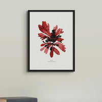 Watercolour Seaweed Print Wall Art (Dulse) - Framed Beach House Art