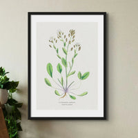 Scurvy Grass | Vintage Flower Print | Vintage Botanical Art - Framed
