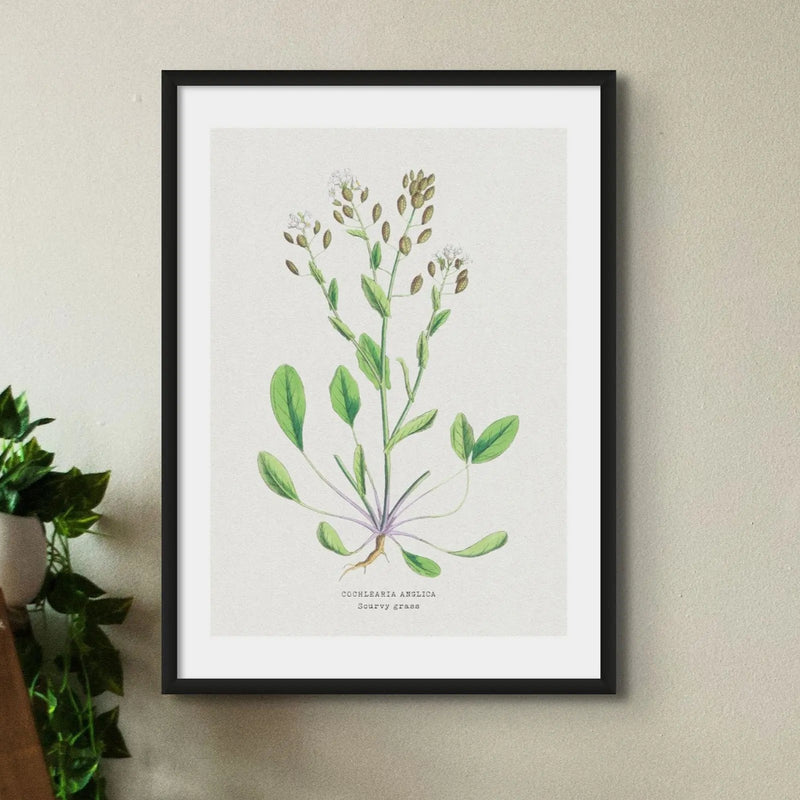 Scurvy Grass | Vintage Flower Print | Vintage Botanical Art - Framed
