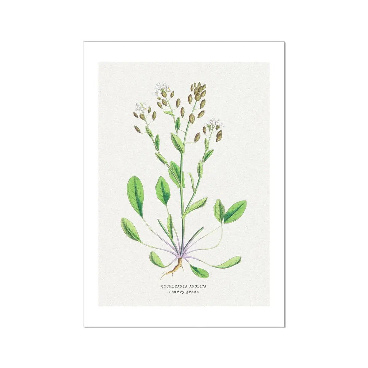 Scurvy Grass Painting | Vintage Flower Print | Botanical Art - Unframed