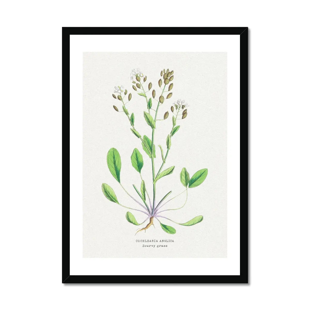 Scurvy Grass | Vintage Flower Print | Vintage Botanical Art - Framed