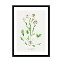Scurvy Grass | Vintage Flower Print | Vintage Botanical Art - Framed