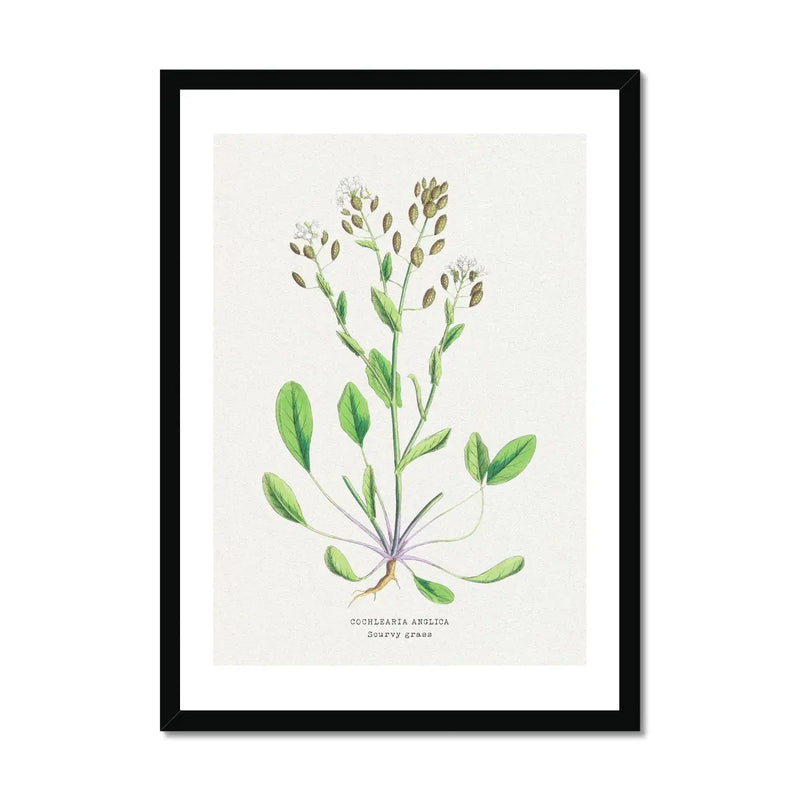 Scurvy Grass | Vintage Flower Print | Vintage Botanical Art - Framed