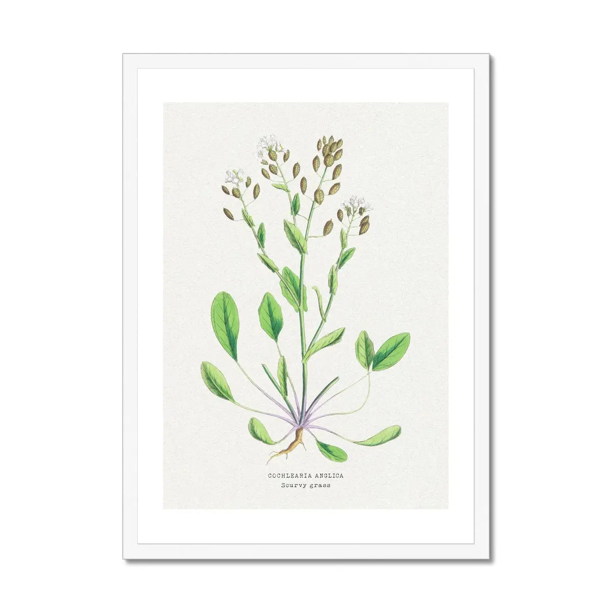 Scurvy Grass | Vintage Flower Print | Vintage Botanical Art - Framed