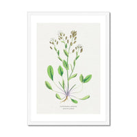 Scurvy Grass | Vintage Flower Print | Vintage Botanical Art - Framed