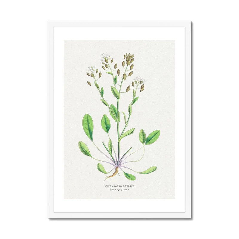 Scurvy Grass | Vintage Flower Print | Vintage Botanical Art - Framed