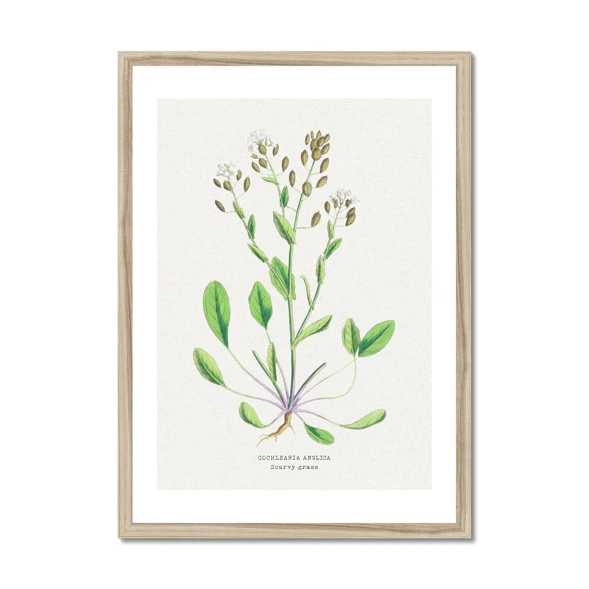Scurvy Grass | Vintage Flower Print | Vintage Botanical Art - Framed
