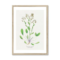 Scurvy Grass | Vintage Flower Print | Vintage Botanical Art - Framed