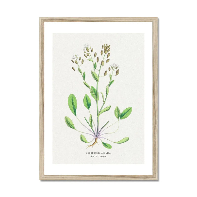 Scurvy Grass | Vintage Flower Print | Vintage Botanical Art - Framed