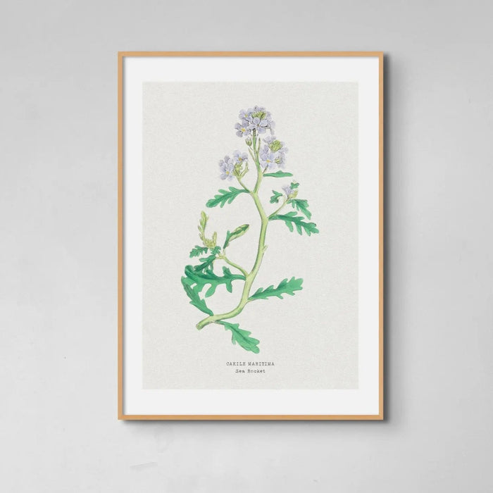 Sea Rocket Painting | Vintage Flower Print | Botanical Art - Framed Floral Wall Art