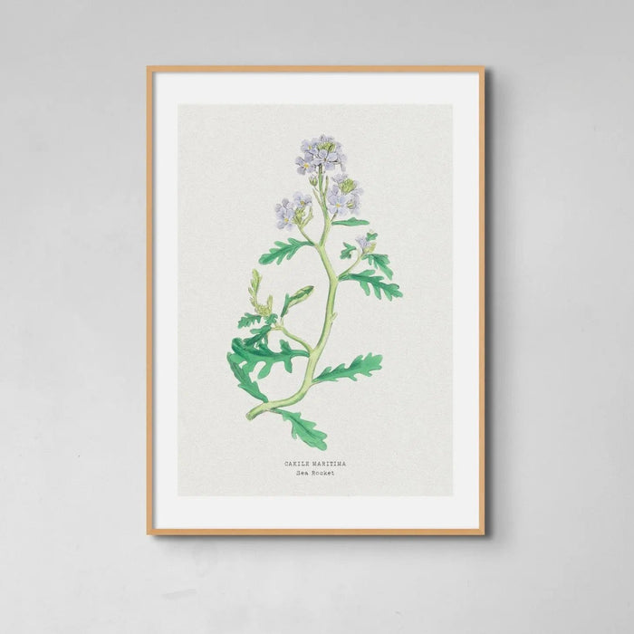 Sea Rocket Floral Painting | Vintage Flower Print | Botanical Art - Unframed Wall Art