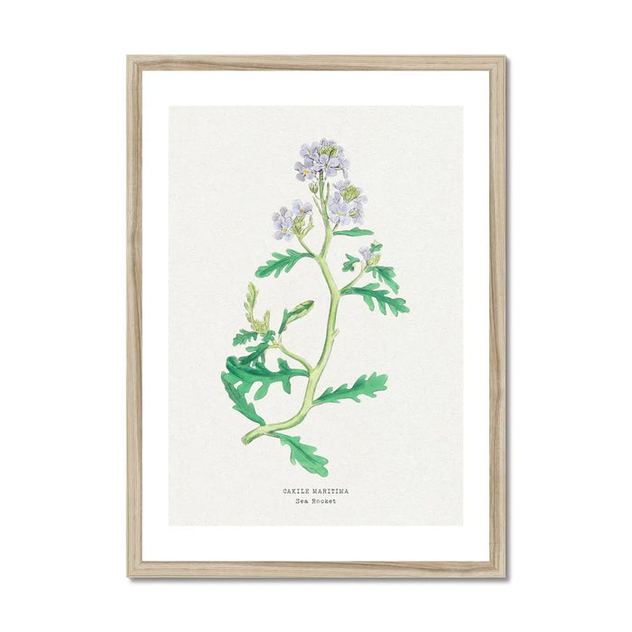 Sea Rocket Painting | Vintage Flower Print | Botanical Art - Framed Floral Wall Art