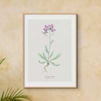 Shrubby Stock | Vintage Flower Print | Botanical Art - Framed
