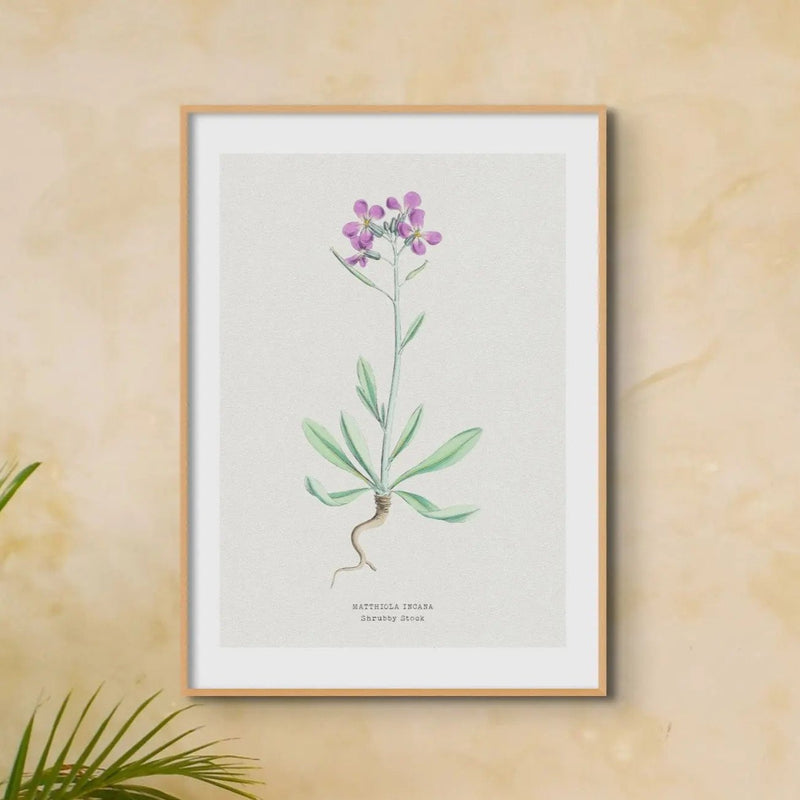 Shrubby Stock | Vintage Flower Print | Botanical Art - Framed