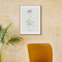 Shrubby Stock | Vintage Flower Print | Botanical Art - Framed