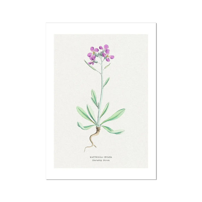 Shrubby Stock | Vintage Flower Print | Botanical Art - Unframed