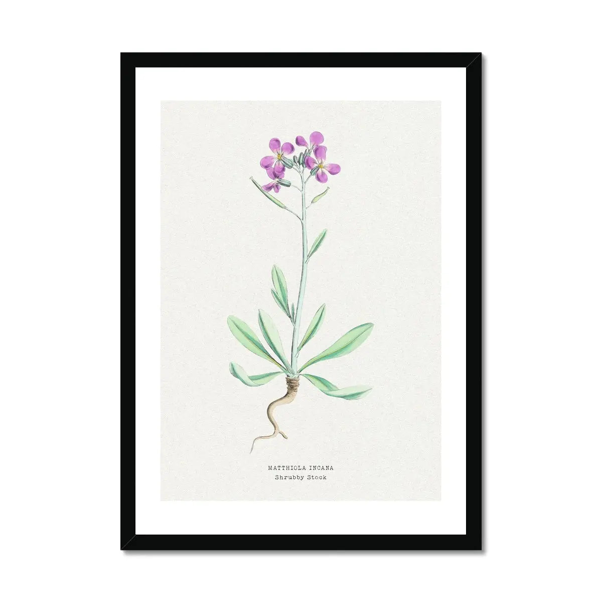 Shrubby Stock | Vintage Flower Print | Botanical Art - Framed