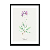 Shrubby Stock | Vintage Flower Print | Botanical Art - Framed