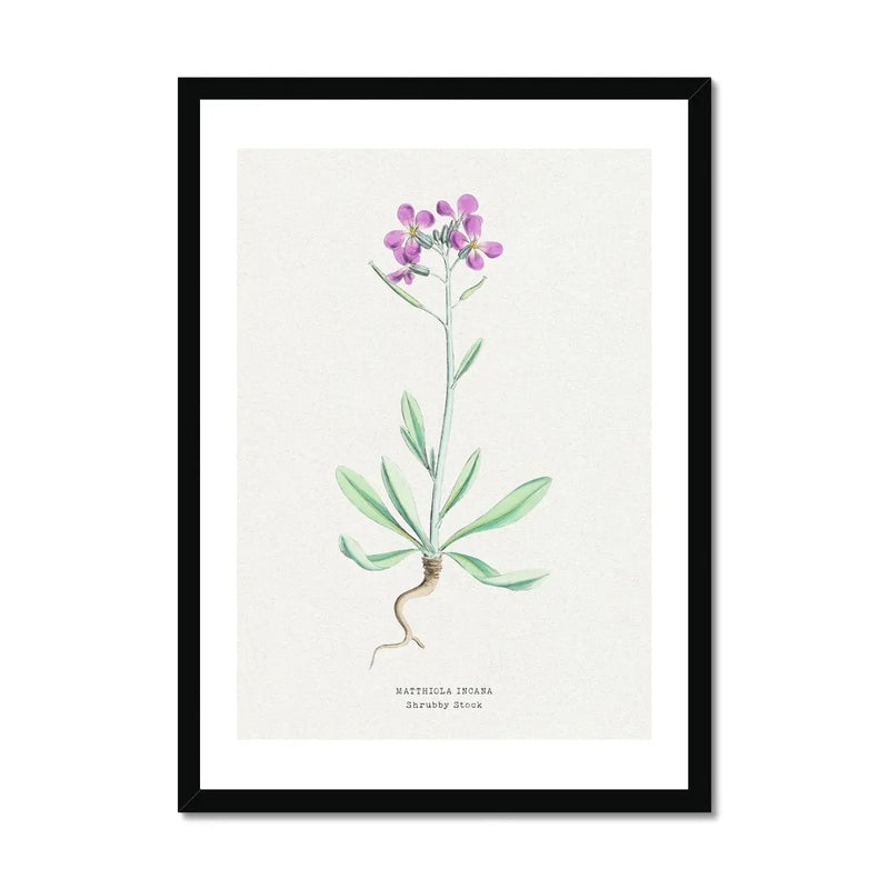 Shrubby Stock | Vintage Flower Print | Botanical Art - Framed