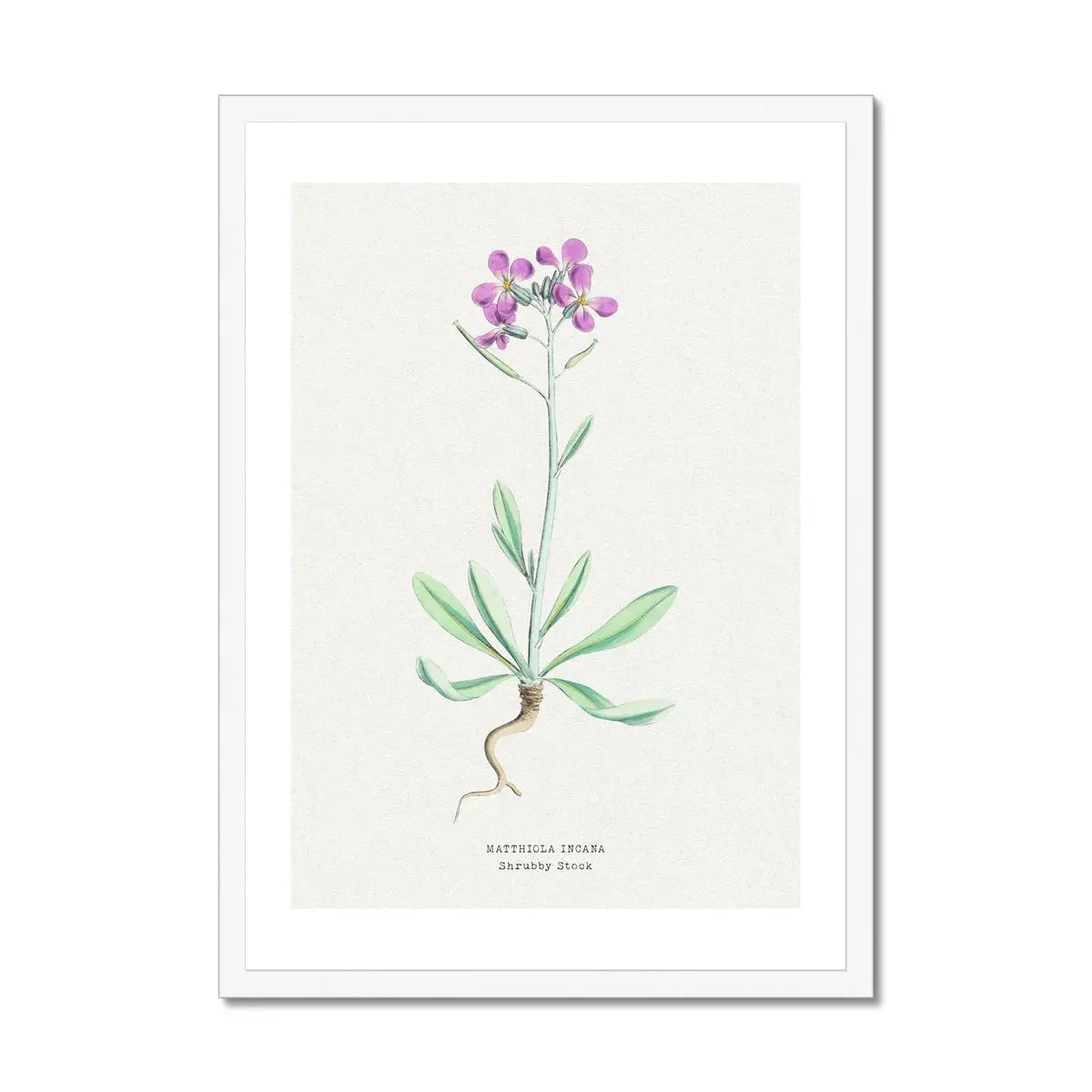 Shrubby Stock | Vintage Flower Print | Botanical Art - Framed