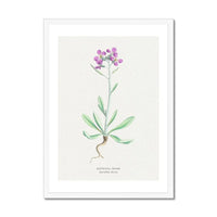 Shrubby Stock | Vintage Flower Print | Botanical Art - Framed