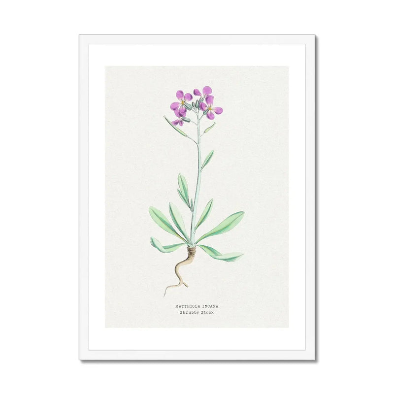Shrubby Stock | Vintage Flower Print | Botanical Art - Framed