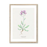Shrubby Stock | Vintage Flower Print | Botanical Art - Framed