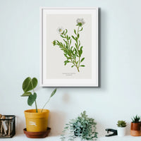Silverbush Floral Painting | Vintage Flower Print | Botanical Art - Framed Wall Art