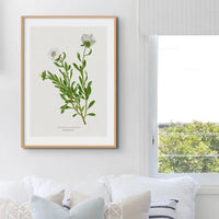 Silverbush Floral Painting | Vintage Flower Print | Botanical Art - Framed Wall Art