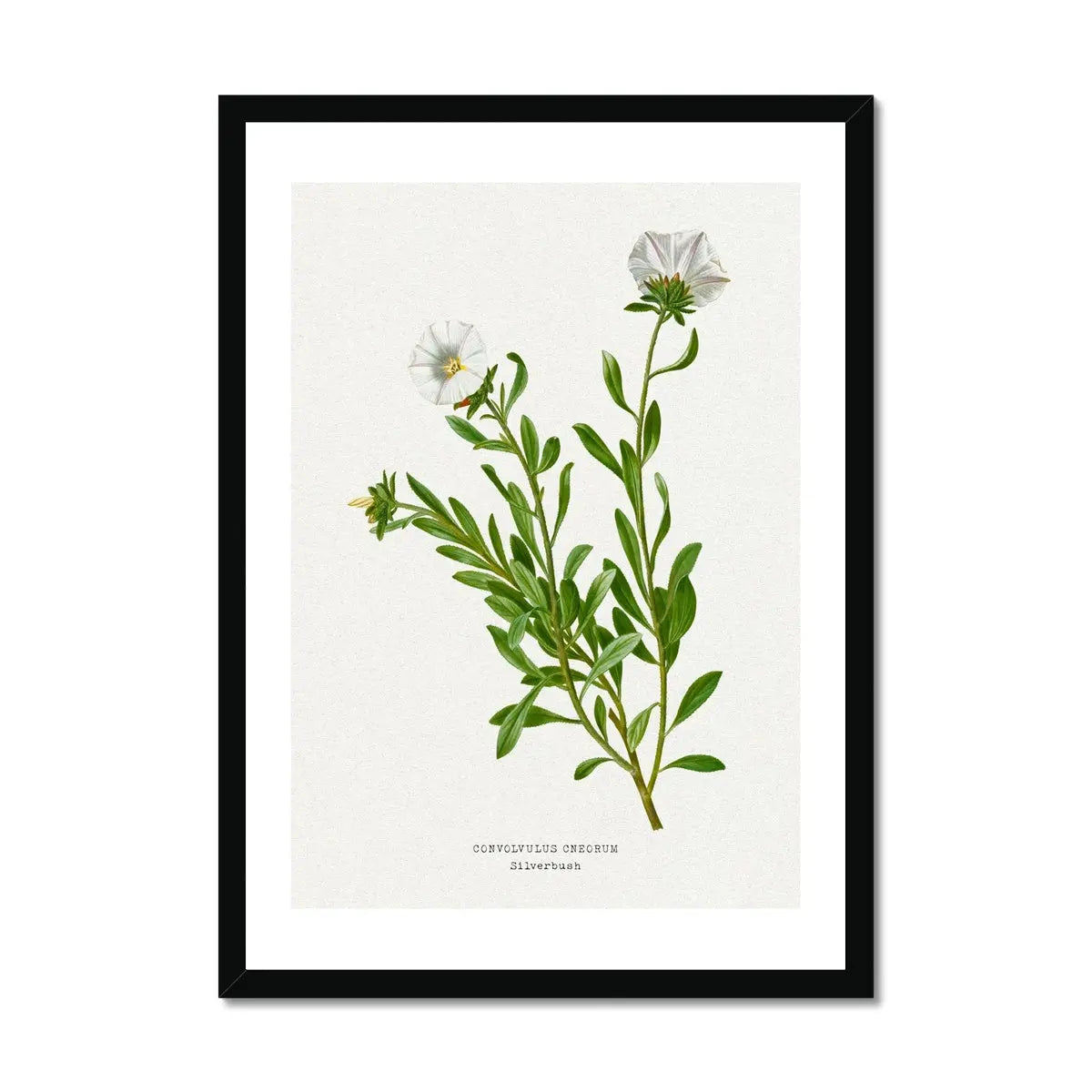 Silverbush Floral Painting | Vintage Flower Print | Botanical Art - Framed Wall Art