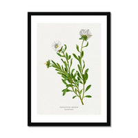 Silverbush Floral Painting | Vintage Flower Print | Botanical Art - Framed Wall Art