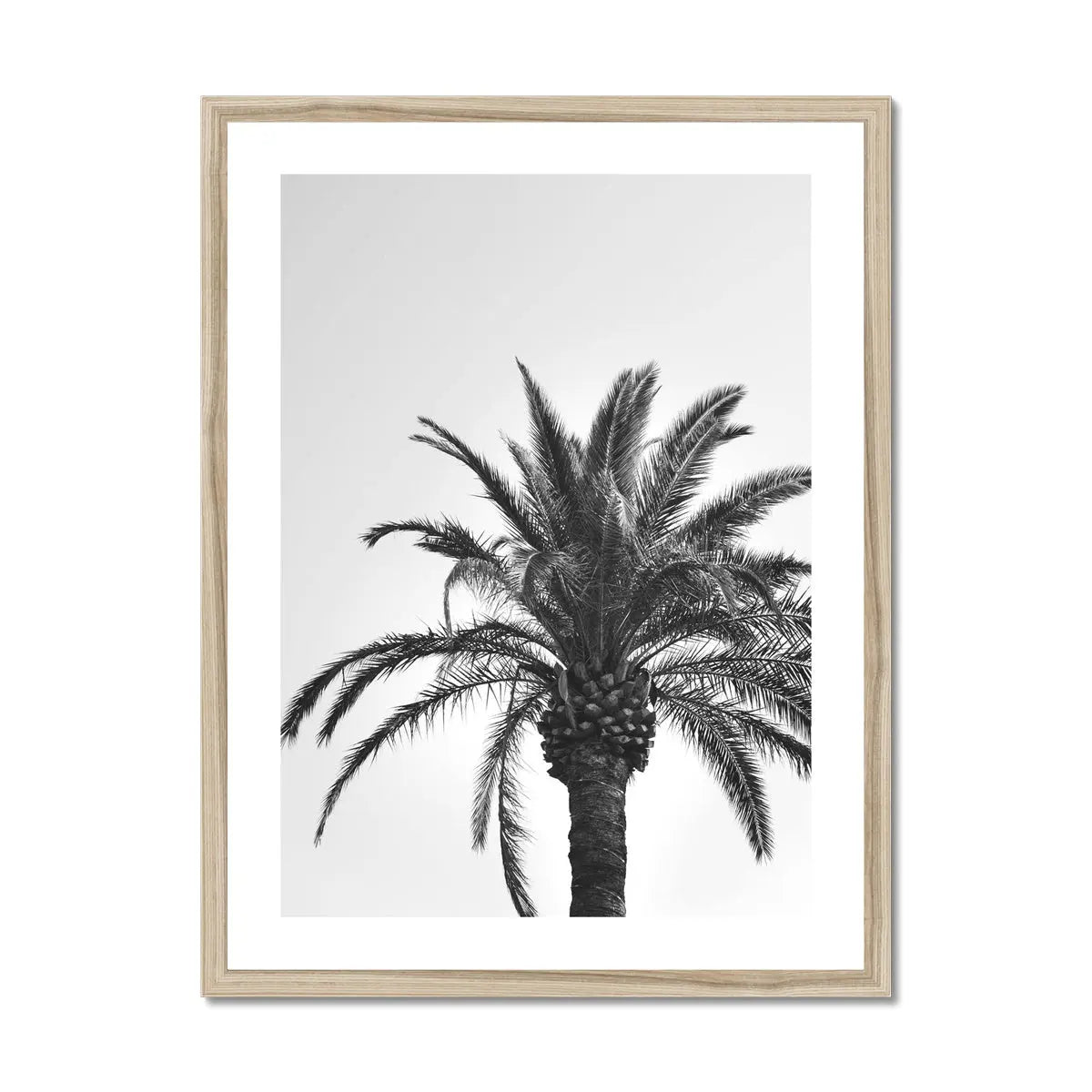 black & white photograph of a palm tree against a grey sky in a natural frame - beach house art