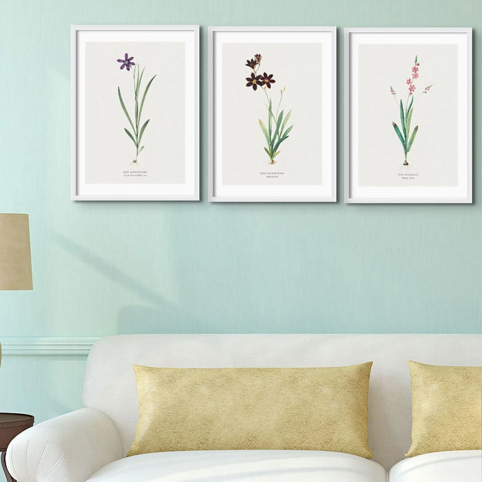 Sparaxis Flower Painting | Vintage Flower Print | Botanical Art - Framed Floral Wall Art