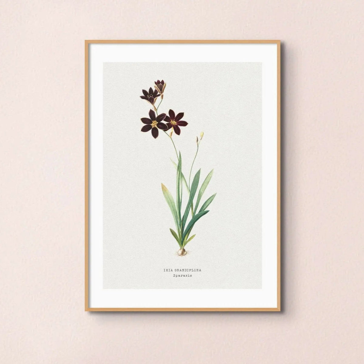 Sparaxis Flower Painting | Vintage Flower Print | Botanical Art - Framed Floral Wall Art