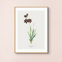 Sparaxis Flower Painting | Vintage Flower Print | Botanical Art - Framed Floral Wall Art