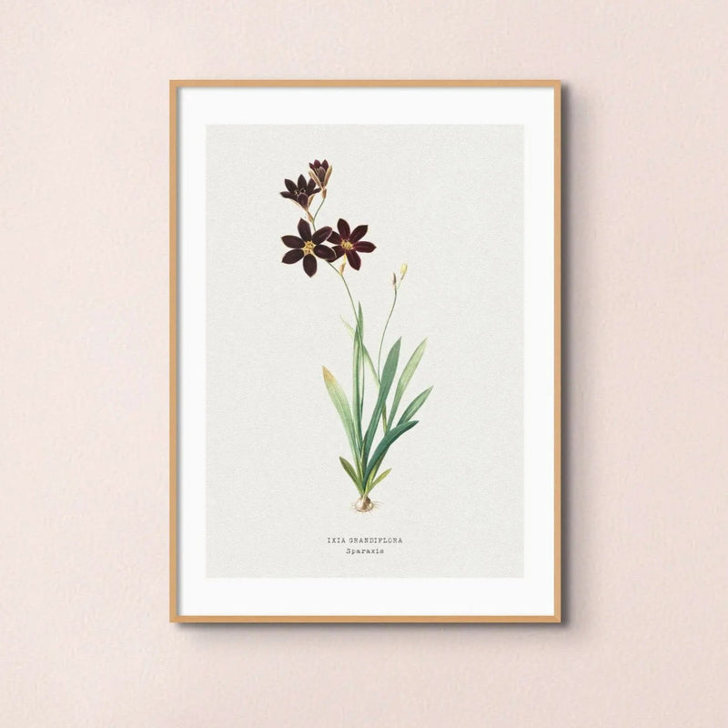 Sparaxis Flower Painting | Vintage Flower Print | Botanical Art - Framed Floral Wall Art