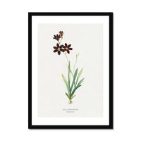 Sparaxis Flower Painting | Vintage Flower Print | Botanical Art - Framed Floral Wall Art