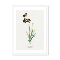 Sparaxis Flower Painting | Vintage Flower Print | Botanical Art - Framed Floral Wall Art