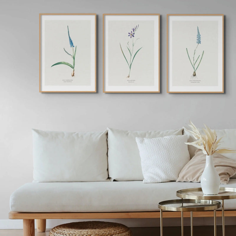 Turquoise Ixia | Vintage Flower Print | Botanical Art - Unframed floral art print