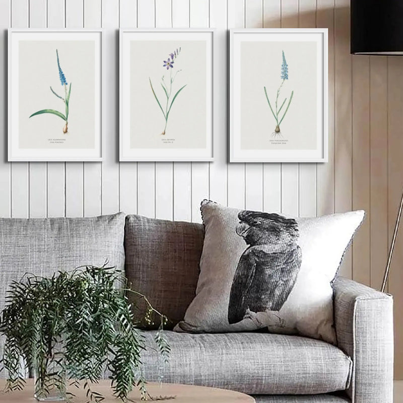 Turquoise Ixia | Vintage Flower Print | Botanical Art - Unframed floral art print