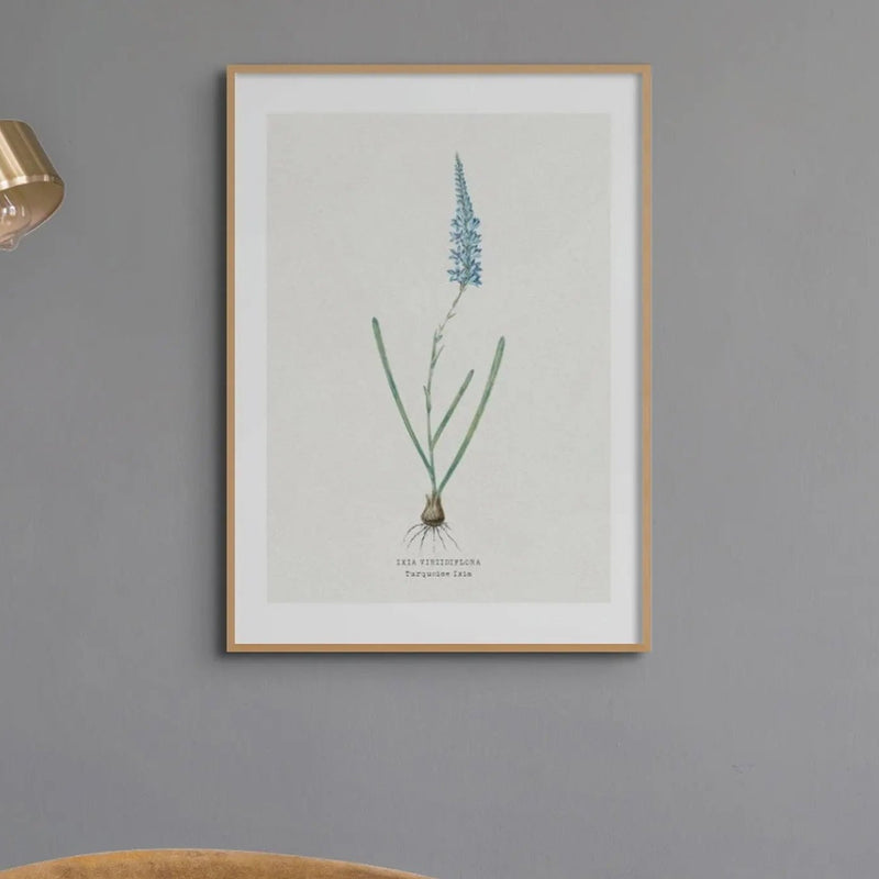 Turquoise Ixia | Vintage Flower Print | Botanical Art - Unframed floral art print