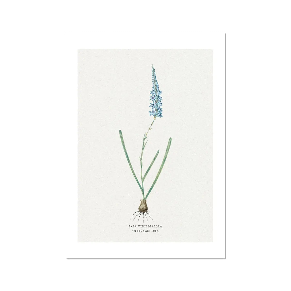 Turquoise Ixia | Vintage Flower Print | Botanical Art - Unframed floral art print