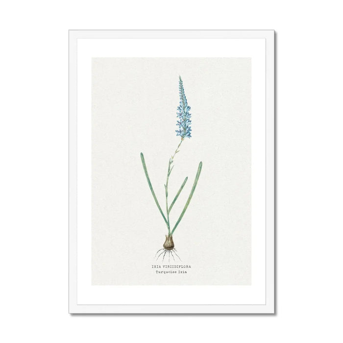 Turquoise Ixia Floral Painting | Vintage Flower Print | Botanical Art - Framed Wall Art