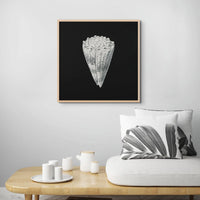 Vintage Cone Shell Print | Black & White Art Print | Shell Art Print - Unframed Wall Art